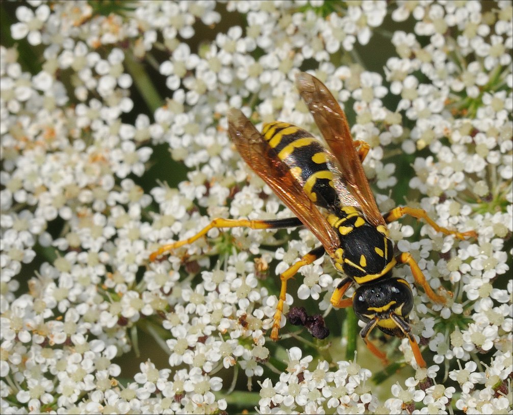 Polistes cfr dominulus